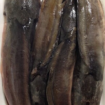 MAGUR WHOLE 500g