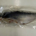 PANGASIUS WHOLE 1pc(1-1.5kg)(700yen/kg)
